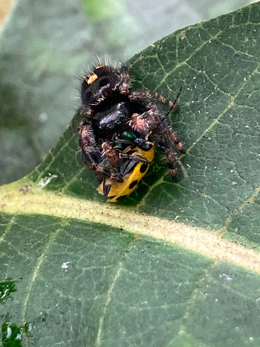 Bold Jumping Spider