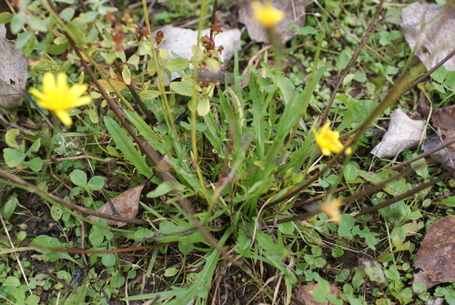 Autumn Hawkbit