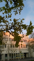 Acer platanoides