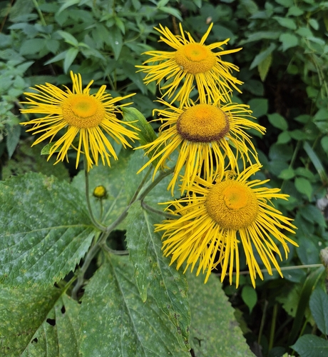 Yellow Oxeye