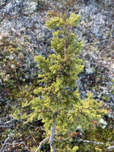 common juniper