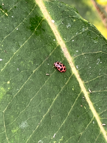 Spotted Pink Lady Beetle