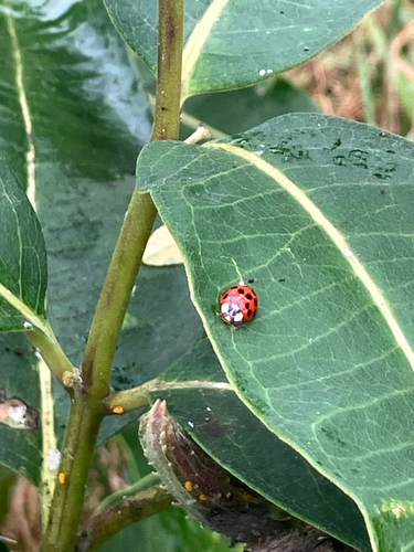 Asian Lady Beetle