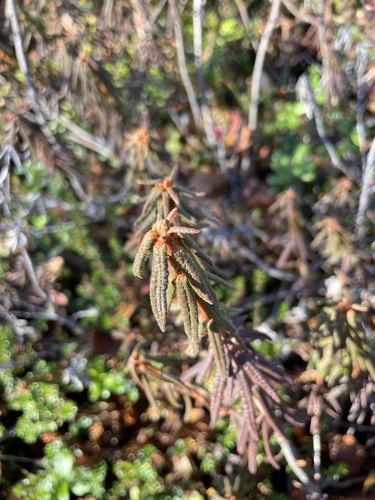 marsh Labrador tea