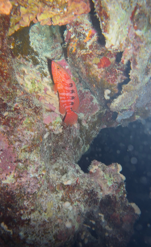 Cephalopholis sexmaculata observed 2026-09-20