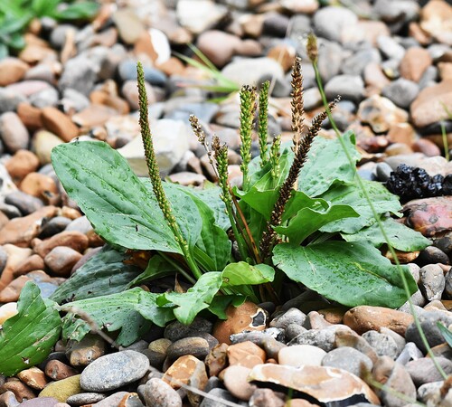 greater plantain