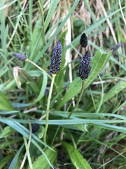 Plantago lanceolata