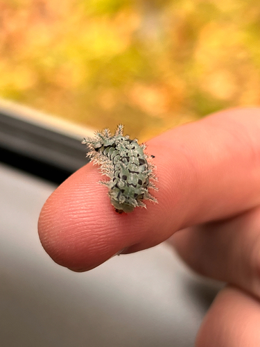 Spiny Oak-slug Moth