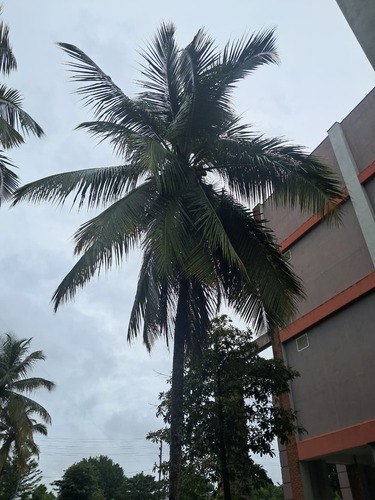 coconut palm