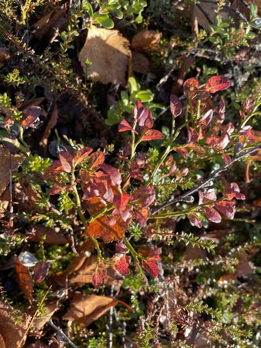common bilberry