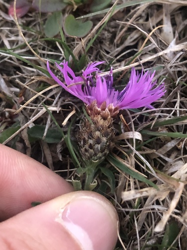 Chalk Knapweed