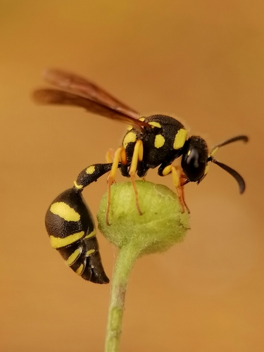 Heath Potter Wasp