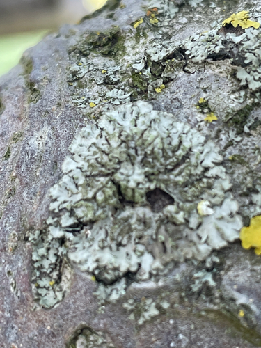 Mealy Shadow Lichen