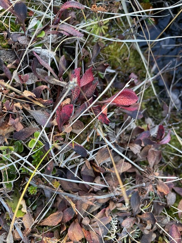 alpine bearberry