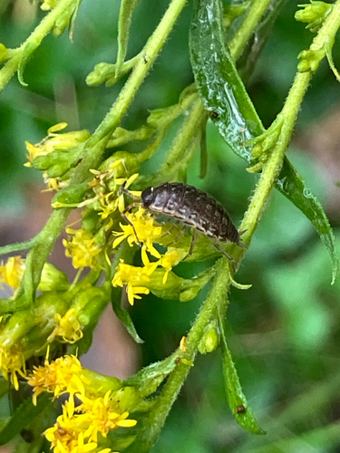 Common Striped Woodlouse