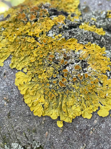 Common Sunburst Lichen