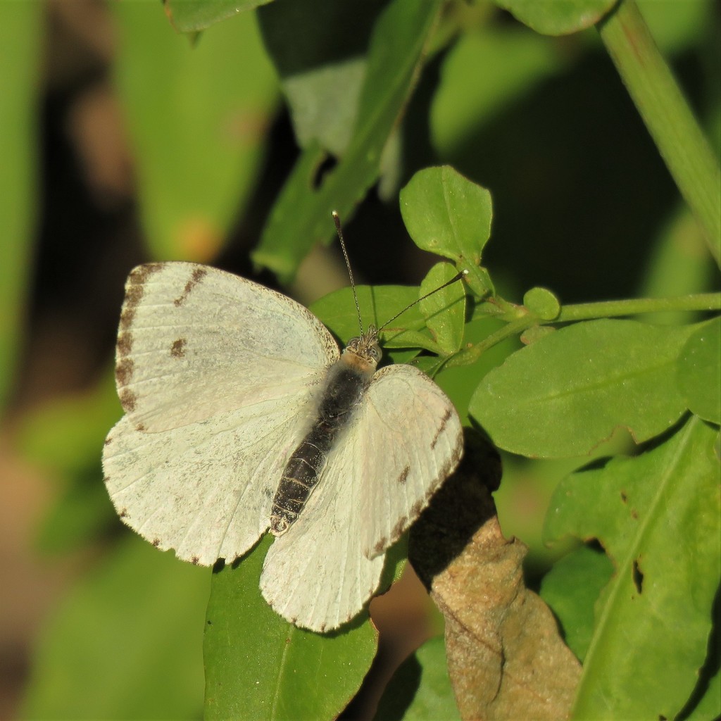 African Small White