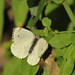 African Small White [Charina] - Photo (c) Christiaan Viljoen, some rights reserved (CC BY), uploaded by Christiaan Viljoen