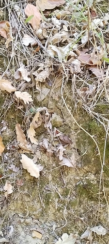 Vipera aspis zinnikeri