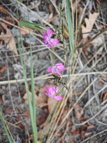 Dianthus borbasii