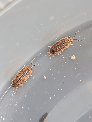 Common Rough Woodlouse