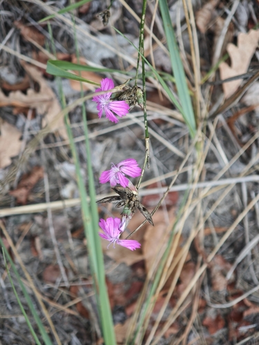 Dianthus borbasii, photograph 2