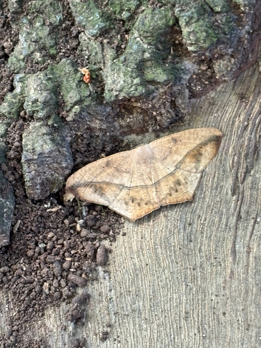 Large Maple Spanworm Moth