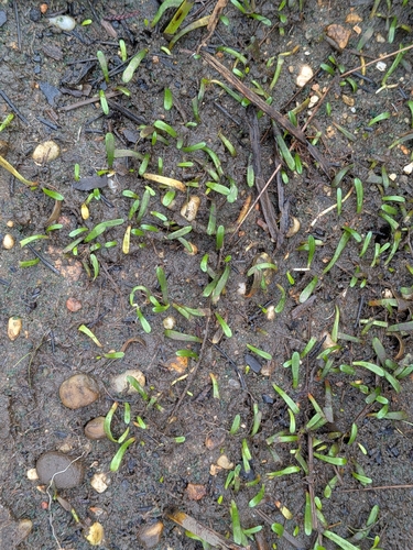 Lilaeopsis chinensis, 2026-09-20