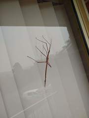 Tropidoderus childrenii