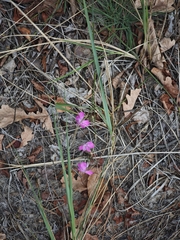 Dianthus borbasii, photograph (c) Igor Balashov, some rights reserved (CC BY)