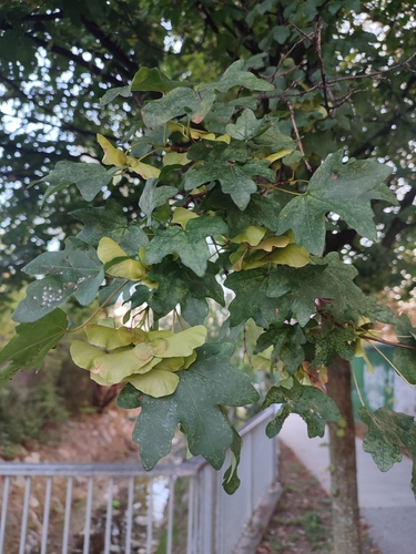 field maple