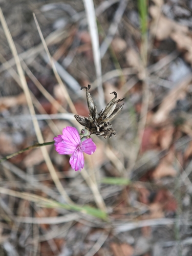Dianthus borbasii, photograph 4