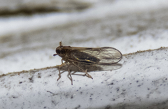 Muellerianella laminalis