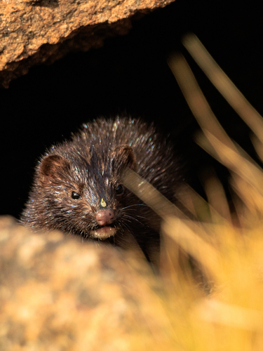 American Mink