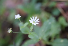 (c) Роман Шестеров, some rights reserved (CC BY) Stellaria bungeana, photograph (c) Роман Шестеров, some rights reserved (CC BY)