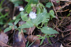 (c) Роман Шестеров, some rights reserved (CC BY) Stellaria bungeana, photograph (c) Роман Шестеров, some rights reserved (CC BY)