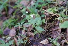 (c) Роман Шестеров, some rights reserved (CC BY) Stellaria bungeana, photograph (c) Роман Шестеров, some rights reserved (CC BY)