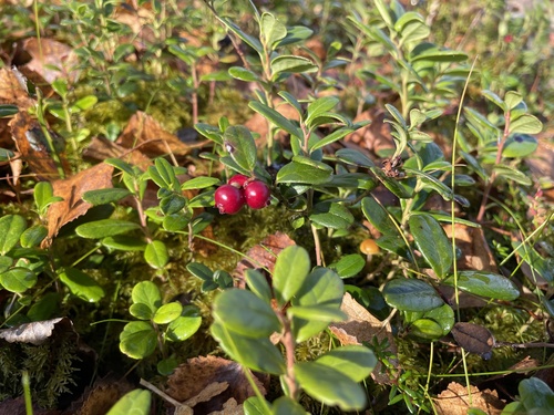 Lingonberry