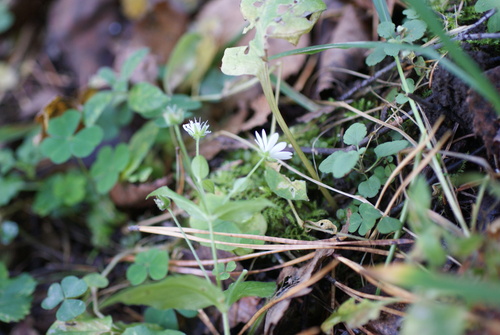 Stellaria bungeana, photograph 6