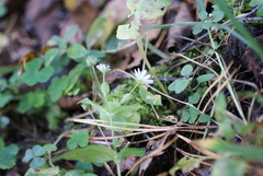 Stellaria bungeana, photograph (c) Роман Шестеров, some rights reserved (CC BY)
