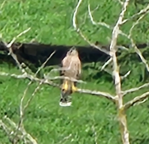 Cooper's Hawk