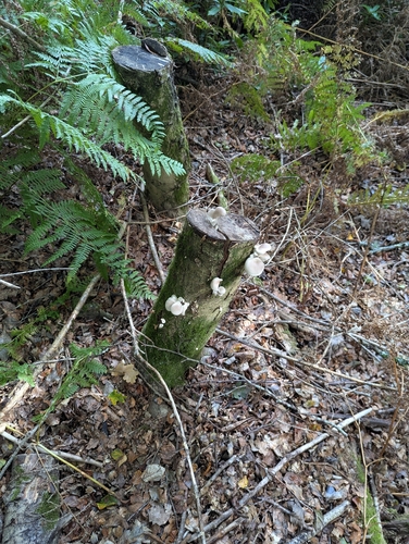 Oyster Mushrooms