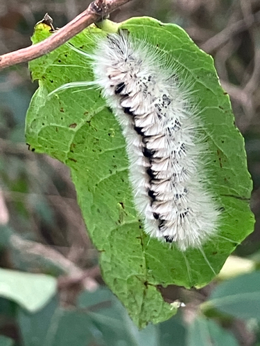 Hickory Tussock Moth