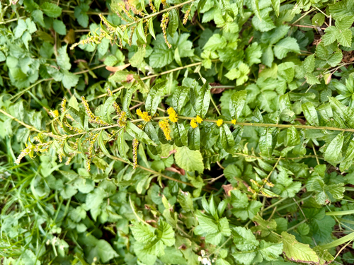 Niedereder's goldenrod