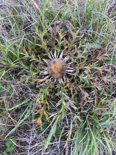Silver Thistle