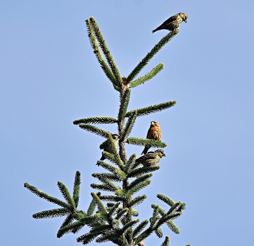 Red Crossbill