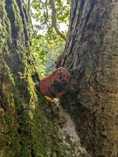 Beefsteak Polypore