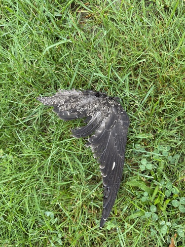 Common Nighthawk