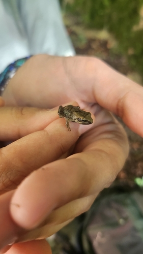 Italian Stream Frog