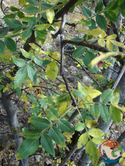Bursera linanoe